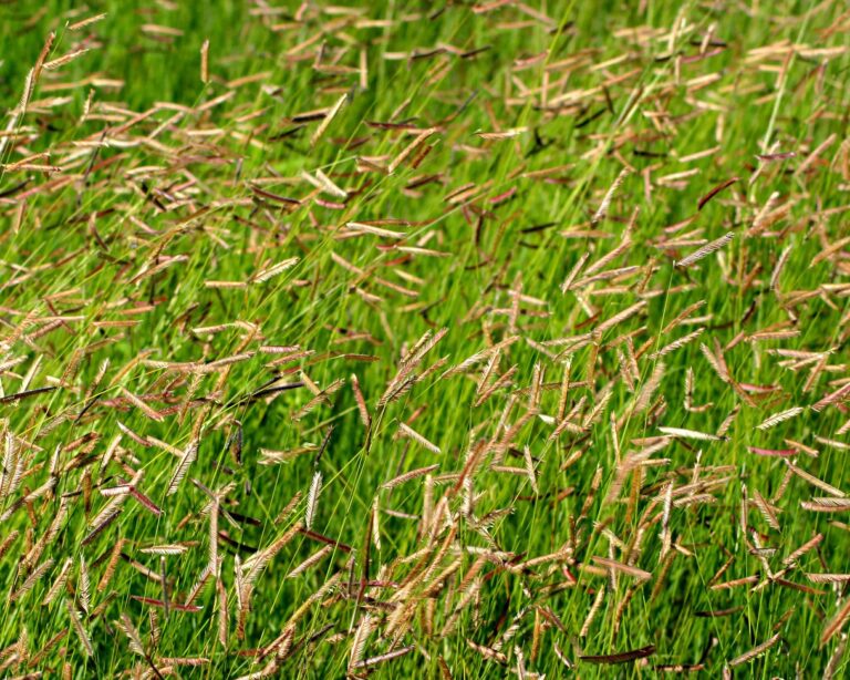 turnerGrass